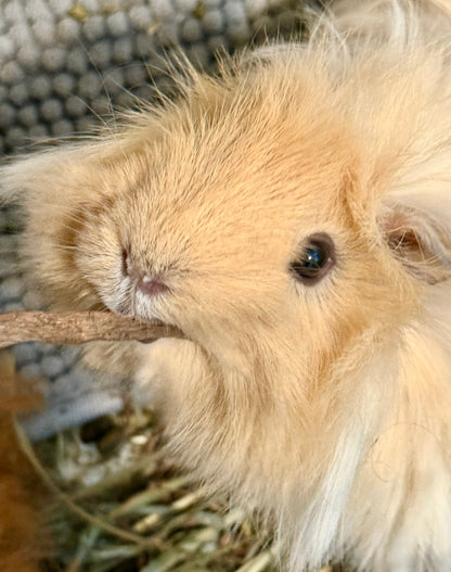 Dandelion Roots | Small Pets | 50g